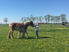 Kleine kinderen houden van paarden
